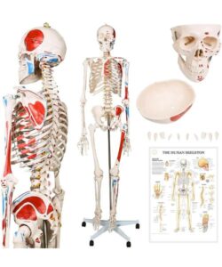 185 Cm Human Bone Muscle Skeleton Model 1