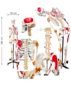 185 Cm Human Bone Muscle Skeleton Model 2
