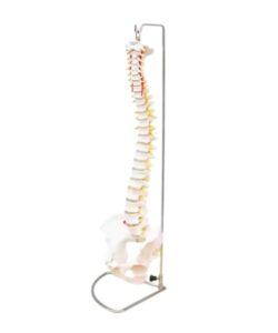3D Life-Size Vertebral Column with Pelvis 1