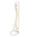 3D Life-Size Vertebral Column with Pelvis 1