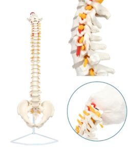 3D Life-Size Vertebral Column with Pelvis 2