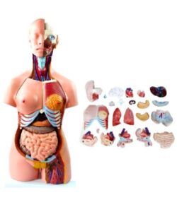 85cm Unisex Human Anatomical Model 40 Parts 1