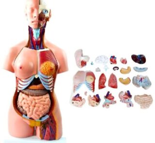 85cm Unisex Human Anatomical Model 40 Parts 1