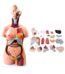 85cm Unisex Human Anatomical Model 40 Parts 1