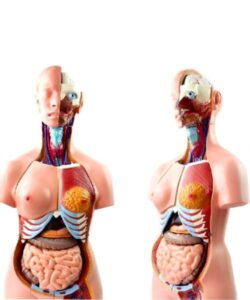 85cm Unisex Human Anatomical Model 40 Parts 2