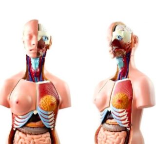 85cm Unisex Human Anatomical Model 40 Parts 2
