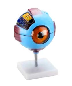 Advanced Human Eye 3D Anatomical Model 1