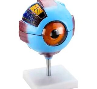 Advanced Human Eye 3D Anatomical Model 1