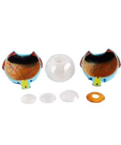 Advanced Human Eye 3D Anatomical Model 2