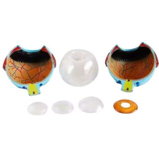 Advanced Human Eye 3D Anatomical Model 2