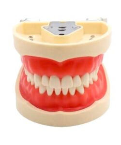 Anatomical Dental Model 32 Teeth with Screws 1