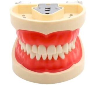 Anatomical Dental Model 32 Teeth with Screws 1
