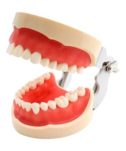Anatomical Dental Model 32 Teeth with Screws 2