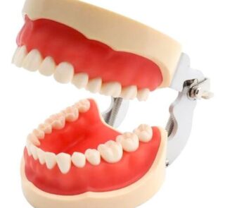 Anatomical Dental Model 32 Teeth with Screws 2