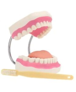 Anatomical Oral Dental Model 32 Teeth 1