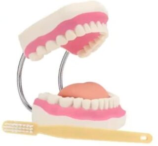 Anatomical Oral Dental Model 32 Teeth 1
