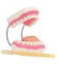 Anatomical Oral Dental Model 32 Teeth 1
