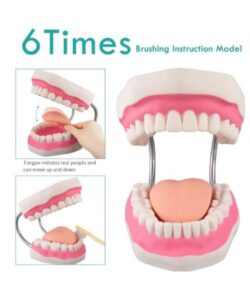 Anatomical Oral Dental Model 32 Teeth 2