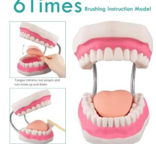 Anatomical Oral Dental Model 32 Teeth 2