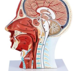 Arteries & Nerves Human Head Anatomy Model 1