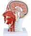 Arteries & Nerves Human Head Anatomy Model 1