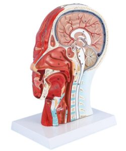 Arteries & Nerves Human Head Anatomy Model 2