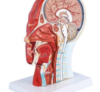 Arteries & Nerves Human Head Anatomy Model 2