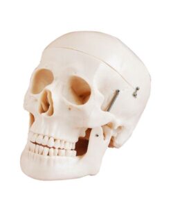 Cheap Human Skeleton Skull Model 1