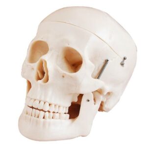 Cheap Human Skeleton Skull Model 1