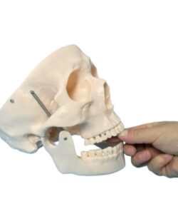 Cheap Human Skeleton Skull Model 2