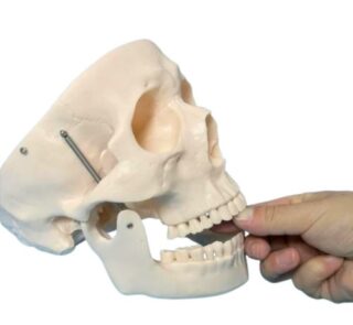 Cheap Human Skeleton Skull Model 2