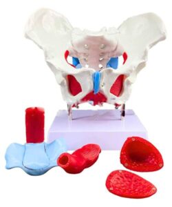 Female Pelvic Muscle 3D Anatomy Model 1