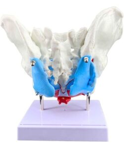 Female Pelvic Muscle 3D Anatomy Model 2