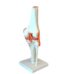 Functional Human Knee Joint Model 1