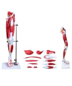 Human Leg Muscle 3D Anatomy Model 13 parts 1