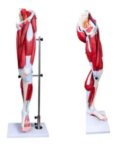 Human Leg Muscle 3D Anatomy Model 13 parts 2