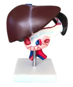 Life Size 3D Human Liver Anatomical Model 1