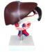Life Size 3D Human Liver Anatomical Model 1