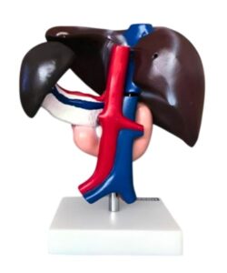 Life Size 3D Human Liver Anatomical Model 4