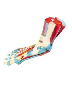 Life Size Muscle 3D Foot Anatomy Model 1