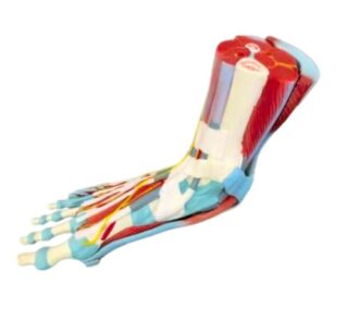Life Size Muscle 3D Foot Anatomy Model 1