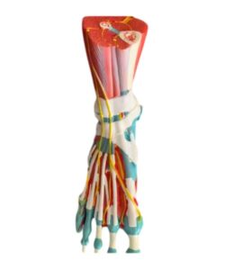 Life Size Muscle 3D Foot Anatomy Model 2