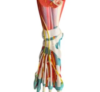 Life Size Muscle 3D Foot Anatomy Model 2