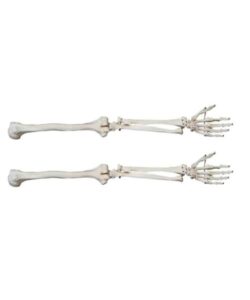 Life-Size Skeleton Arm Model XC-121 1