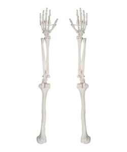 Life Size Skeleton Arm Model XC 121 2