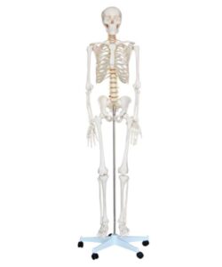 Life-size 180 cm Cheap Plastic Skeleton Model 1