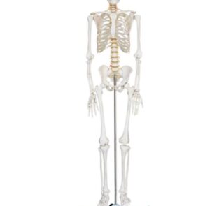 Life-size 180 cm Cheap Plastic Skeleton Model 1