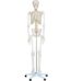 Life-size 180 cm Cheap Plastic Skeleton Model 1