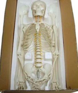 Life-size 180 cm Cheap Plastic Skeleton Model 2