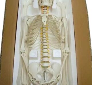 Life-size 180 cm Cheap Plastic Skeleton Model 2
